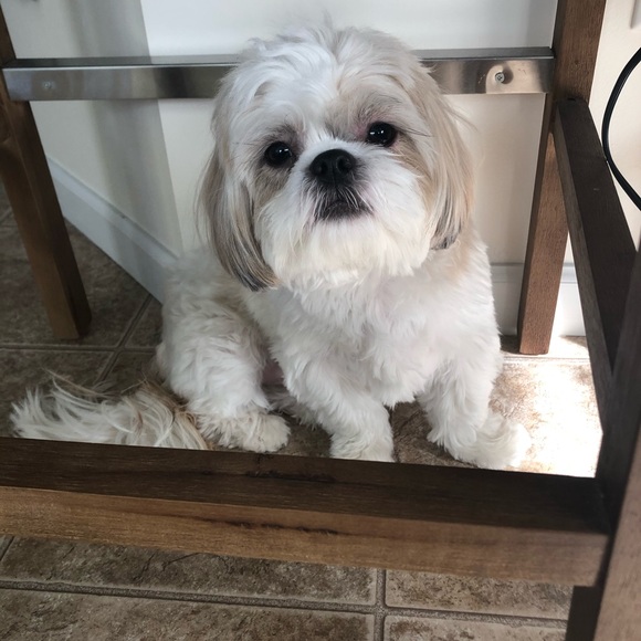 This is my dog Riker - Picture 6 of 7